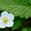 Woodland Strawberry