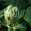 Convergent Ladybugs