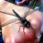 Swamp Darner