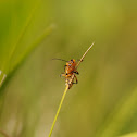 Leather Winged Beetle