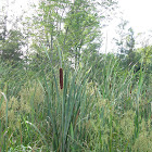 Cattails