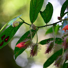 Columnea