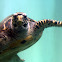 Green sea turtle