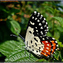 Red Pierrot