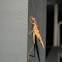 Two-spotted Tree Cricket