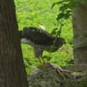 Red-tailed Hawk (juvenile)