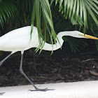 Great Egret
