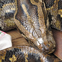 Burmese Python