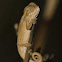 Kzn Dwarf Chameleon
