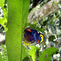 Jezebel (White) Nymph (female)