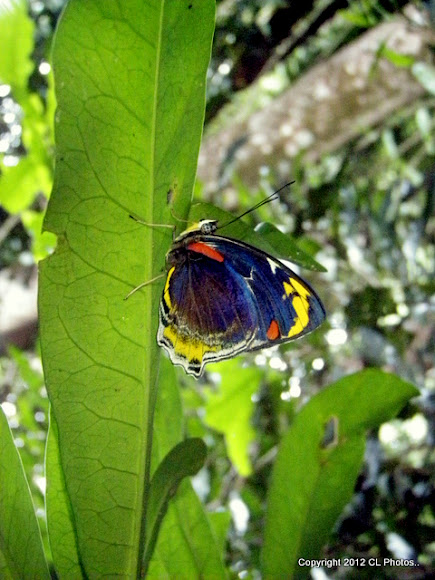 Spotting Image 1