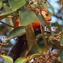Variegated Squirrel
