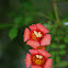 Trumpet Creeper