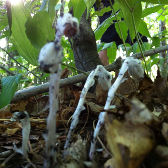 Spotting Image 1