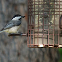 Carolina Chickadee