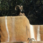 Desert Bighorn Sheep