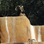 Desert Bighorn Sheep