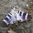 Moth