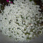 Alyssum
