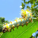 Emperor gum moth larva