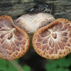 Dryad's saddle