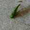 Katydid