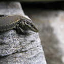 Wall lizard