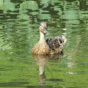 Mallard