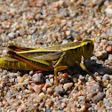 Two-lined Grasshopper
