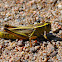Two-lined Grasshopper
