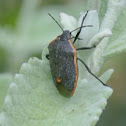 Stinkbug