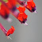 Torpedo Flower