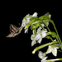 White-lined Sphinx Moth