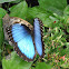 Peleides Blue Morpho