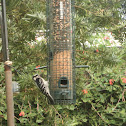 Downy Woodpecker