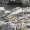Palm Warbler