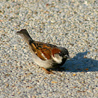House Sparrow