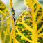 Great Spreadwing