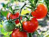 Manuales Cultico Tomate Exterior E Invernaderos