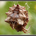Star-bellied Orb Weaver Spider