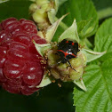 Two-spotted Stink Bug
