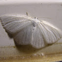 Virgin Moth