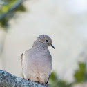 Mourning Dove