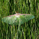 Luna Moth