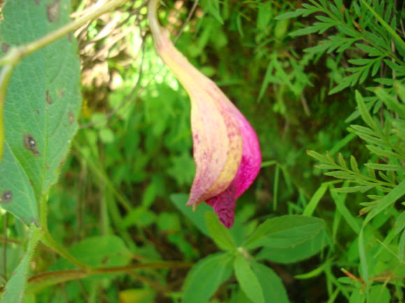 Spotting Image 1