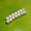 Stink bug eggs