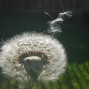Dandelion Blow Flower