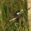 Restless Flycatcher