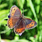 Scotch Argus