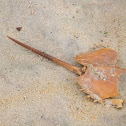 Atlantic Horseshoe Crab